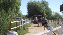 Hilarious scene as three farmers-come-jockeys race ostriches in South Africa