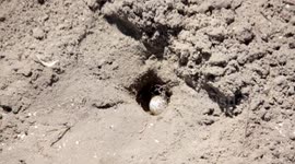 Sea Turtle Egg Nest
