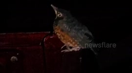 Bird found frozen in Fear.