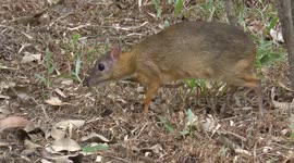 Lesser Mouse Deer,Malaysia