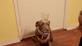 Amazing Pitbull Balancing Trick-Original Audio