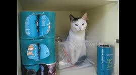 Lavender being a VERY naughty but cute cat