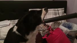 Puppy goes crazy for vacuum cleaner