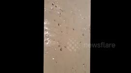 Alien Jelly fish part one