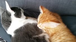 hug between 2 cats