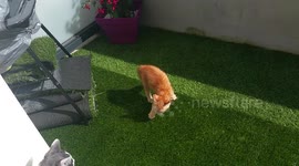 crazy cat