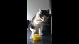 cat drinking orange juice