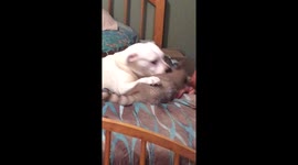Dog playing with raccoon
