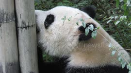 Giant Panda breaking large bamboo