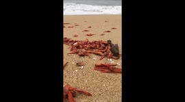 Tens of Thousands Crabs Washed up in Newport Beach, CA