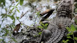 CLOSE ENCOUNTERS WITH ALLIGATORS