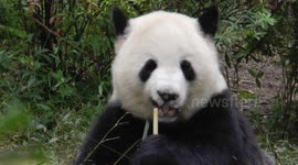 Giant pandas feeding in Chengdu,China