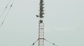 24 magpie nests discovered in signal mast