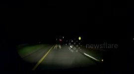 Deer collides with car