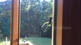 Spider Kills and Eats a Cricket