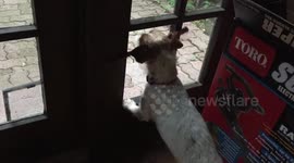 Jack Russell Terrier gets confused by dog-flap