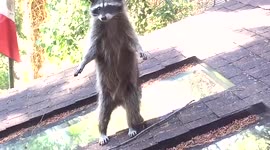 Mama raccoon teaches baby to climb tree