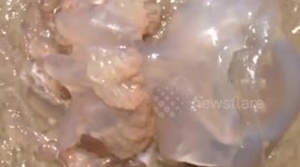 'Alien' jellyfish wash up on Dorset beach, UK