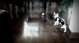 #Crazy #Football #Cat