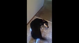 How I'm welcomed home every day