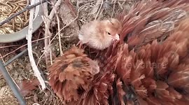 Rooster Crow Knocks Over Newborn