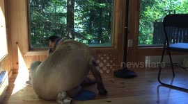 Shrinking the Mastiff