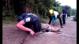 Overnight rescue of trapped Python in Thailand