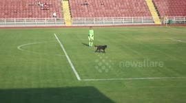 Dog invades football pitch in Ukraine league game