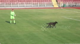 Dog invades football pitch in Ukraine league game