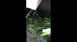 I thought it was a scorpion.