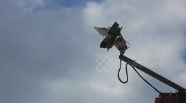 Seagull Having Fun With CCTV Camera