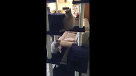 Raccoons playing on cat tree