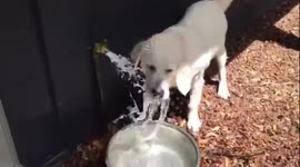 Golden Retriever vs Water Spigot