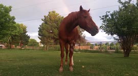 Yes Rainbow Equality