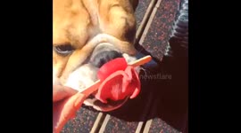 Bulldog cools off with an ice lolly during UK summer heatwave