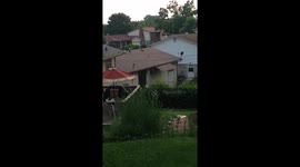 Dog sounds like a dinosaur!