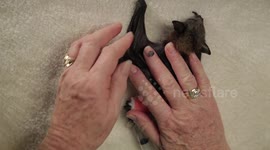 Baby Bat Burritos - Raw footage