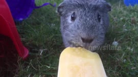 Guinea pig eats ice lolly to stay cool