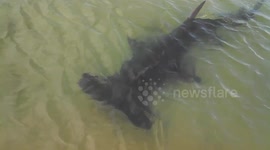 Huge hammerhead shark circles boat in Florida, US