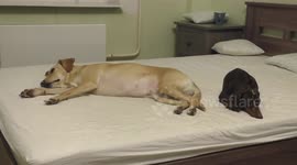 Get off from my bed!