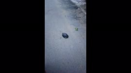 A Motor Bike Rider Rescues Turtle that Wants to Cross the Road