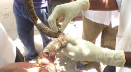 Venomous snake stuck in tar rescued by officials in southern India