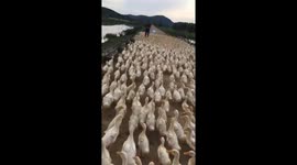 Thousands of ducks swarm farmer carrying bag of food in Vietnam