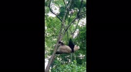 Several falls of pandas in the national reserve of China