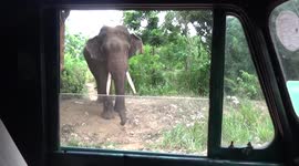 Elephant emerges out of woods in Sri Lanka