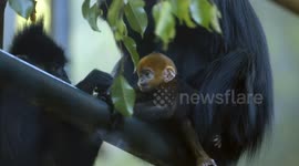 Family members in this monkey species all take turns to raise their infants