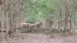 Pack of wild elephants run together in Thailand forest