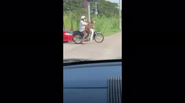 Coronavirus-weary canine wears masks while riding shotgun on motorbike