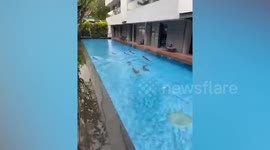 Family of sea otters take over swimming pool