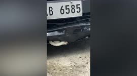Dog gets stuck inside car bumper